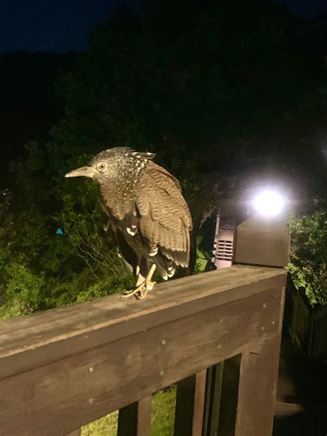 放鳥意思|放鳥的定義